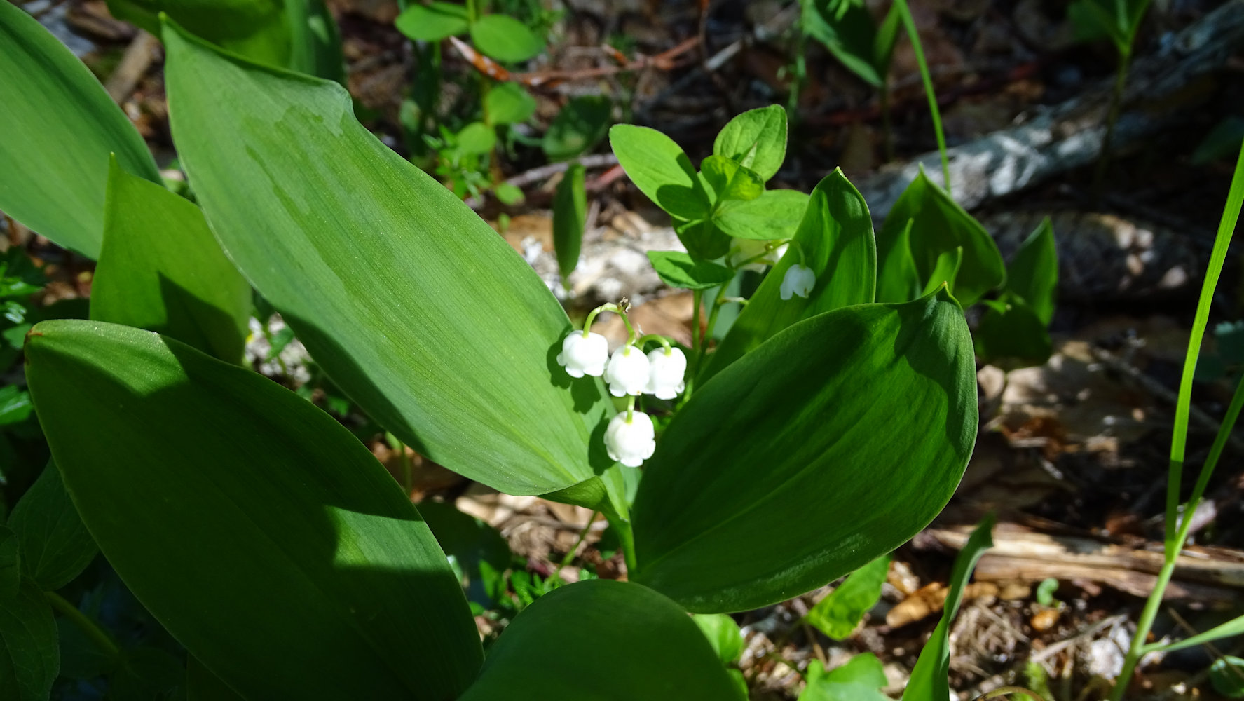 Muguet, Chapelle des Bois