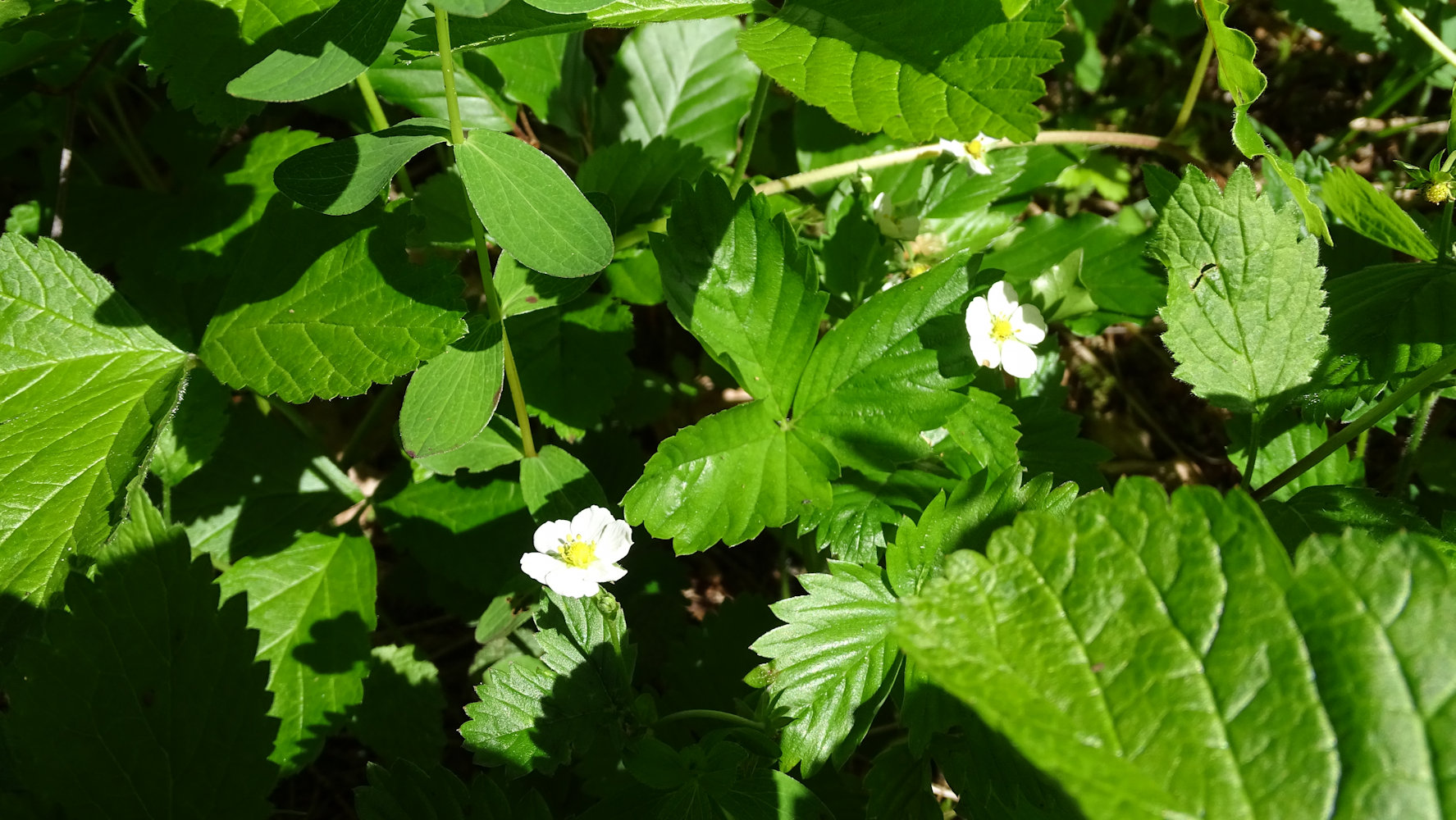 fleures de fraises des
bois